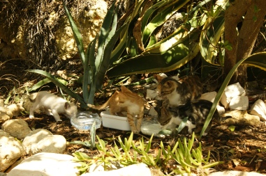 Kitten an der Algarve
